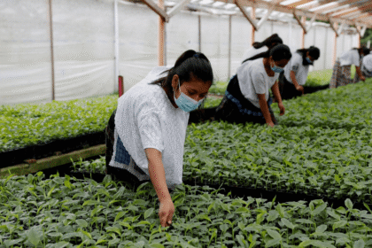 Crisis arancelaria: Guatemala y EE. UU. buscan salvar exportaciones de minivegetales