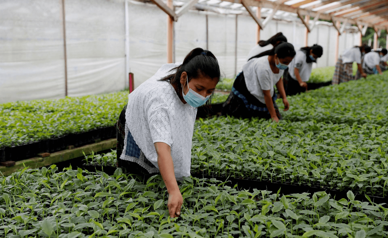 Crisis arancelaria: Guatemala y EE. UU. buscan salvar exportaciones de minivegetales