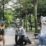 El fenómeno Therian bajo la lupa de los expertos