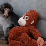 El "Efecto Punch": El mono que conmovió al mundo agota los peluches de IKEA a nivel global